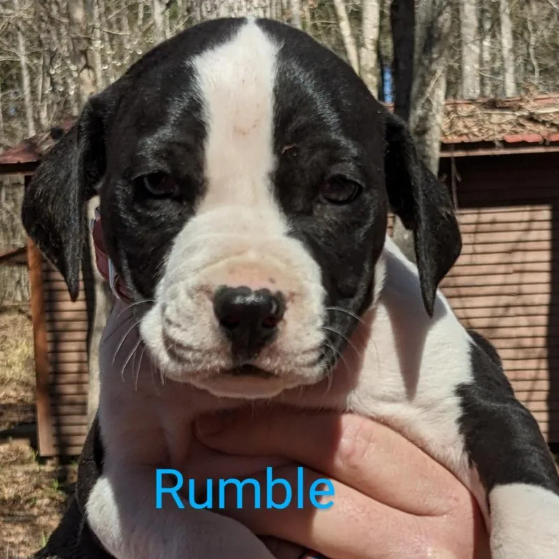 Rumble thumbnail 2
