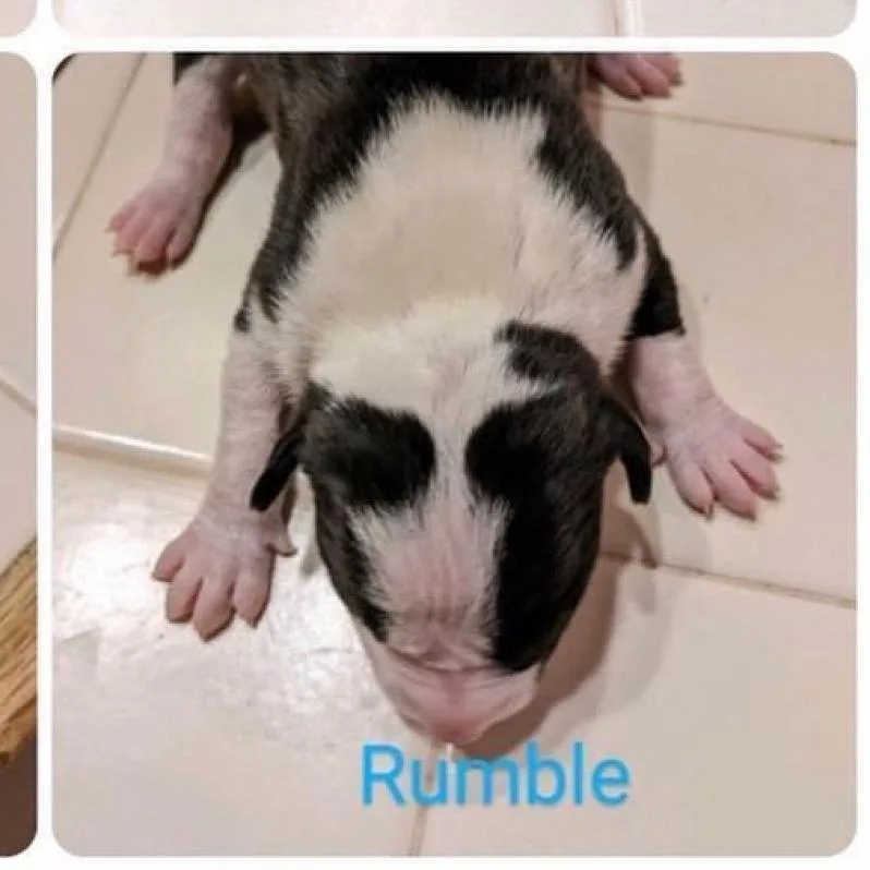 Rumble thumbnail 5
