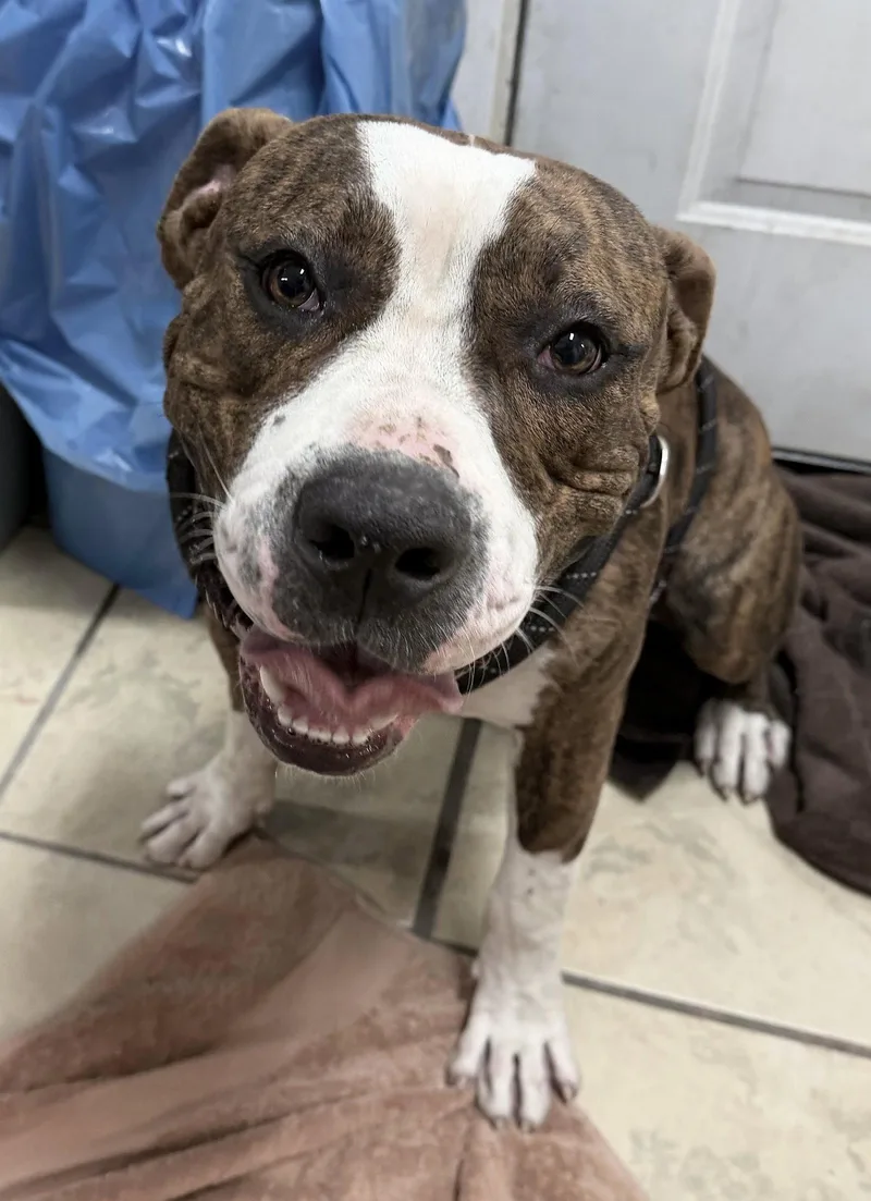 A young large-sized male Pit Bull Terrier dog named Raja for adoption in El Centro, CA