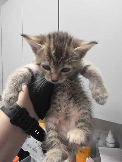 A baby small-sized female Domestic Short Hair cat named Gatlin for adoption in Sevierville, TN