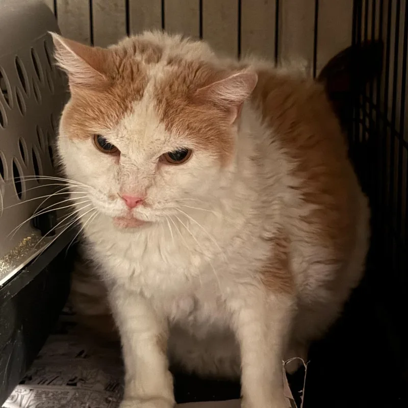 A senior large-sized male White Domestic Short Hair cat named Jerky Jack for adoption in Ashtabula, OH