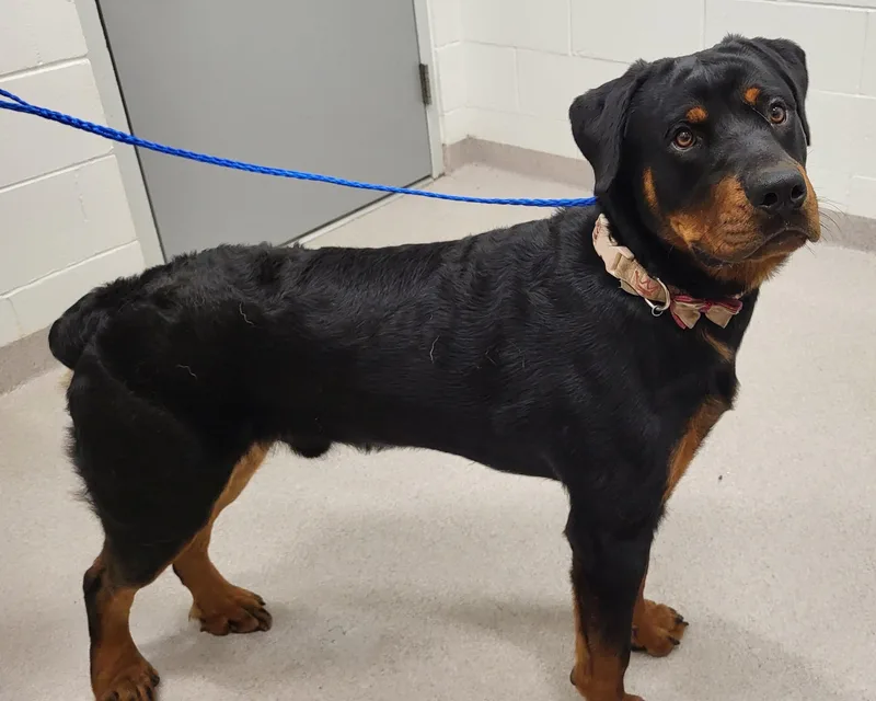 An adult large-sized male Black Rottweiler dog named 26-332 for adoption in Amityville, NY