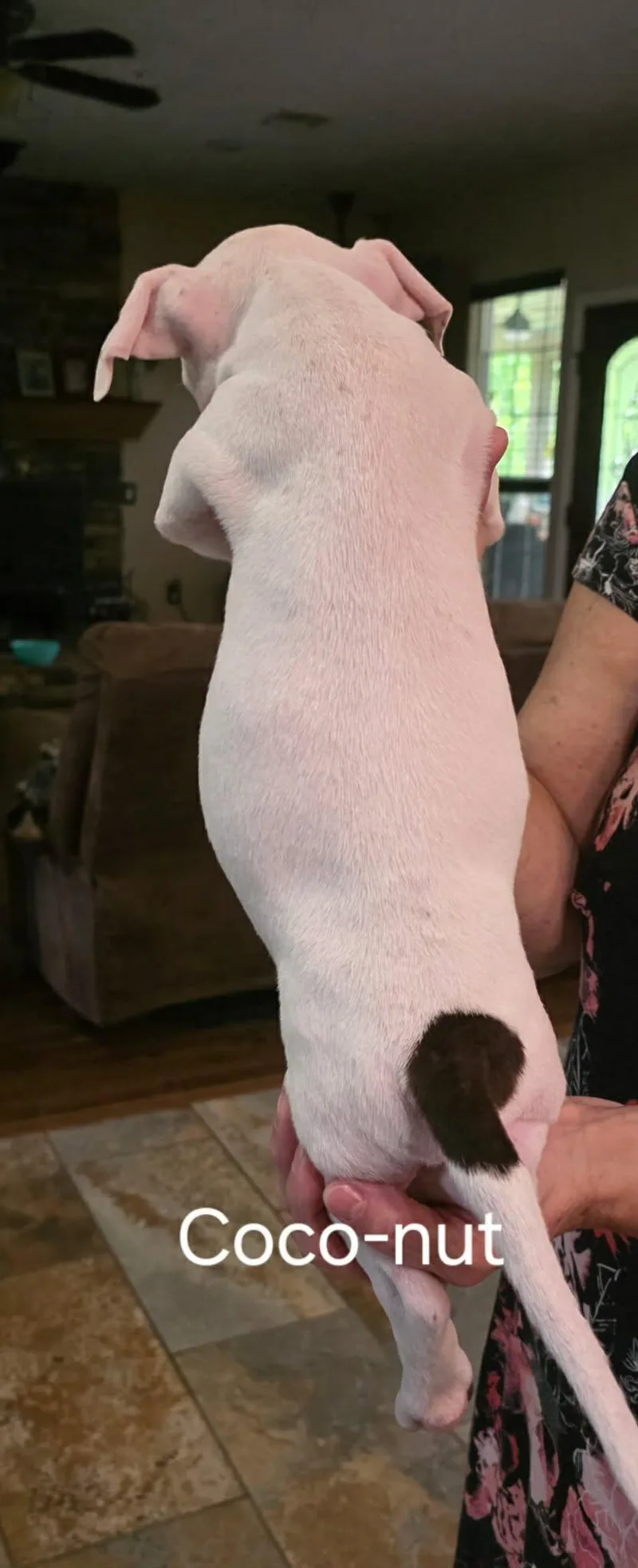 A baby medium-sized male White / Cream American Staffordshire Terrier dog named Coconut for adoption in Mooresville, NC