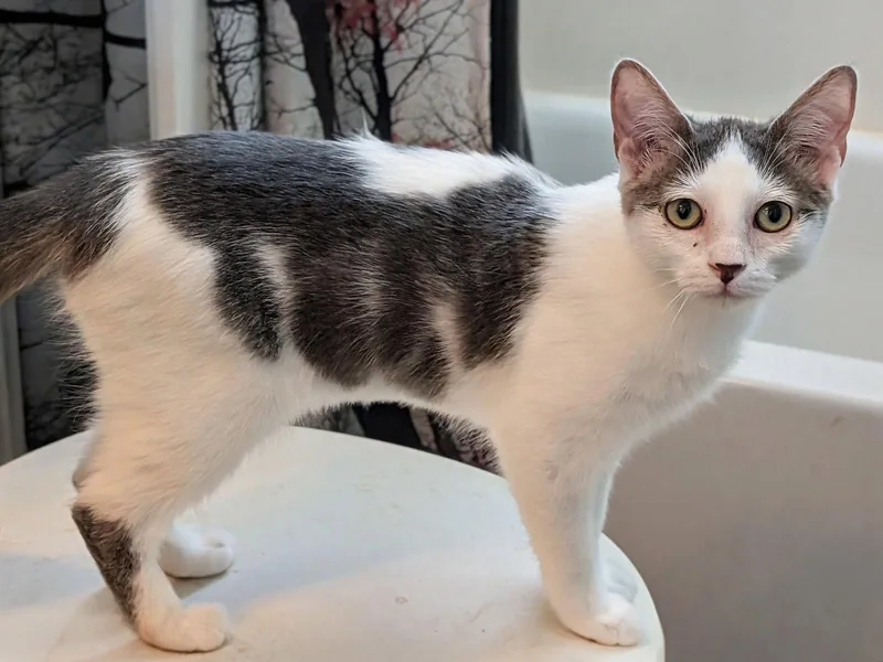 A young medium-sized female Domestic Short Hair cat named Glenda for adoption in Phoenix, AZ