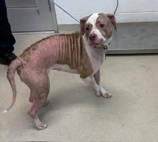 An adult medium-sized female Bull Terrier dog named Poppy for adoption in Haw River, NC