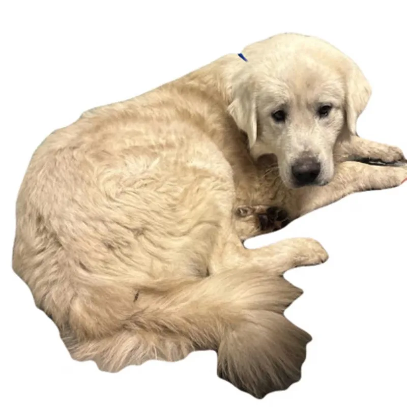 An adult large-sized male Great Pyrenees dog named Kumo for adoption in Red Bluff, CA