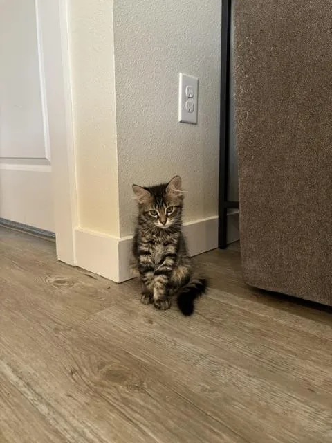 A baby small-sized female Domestic Long Hair cat named Tina for adoption in Thornton, CO