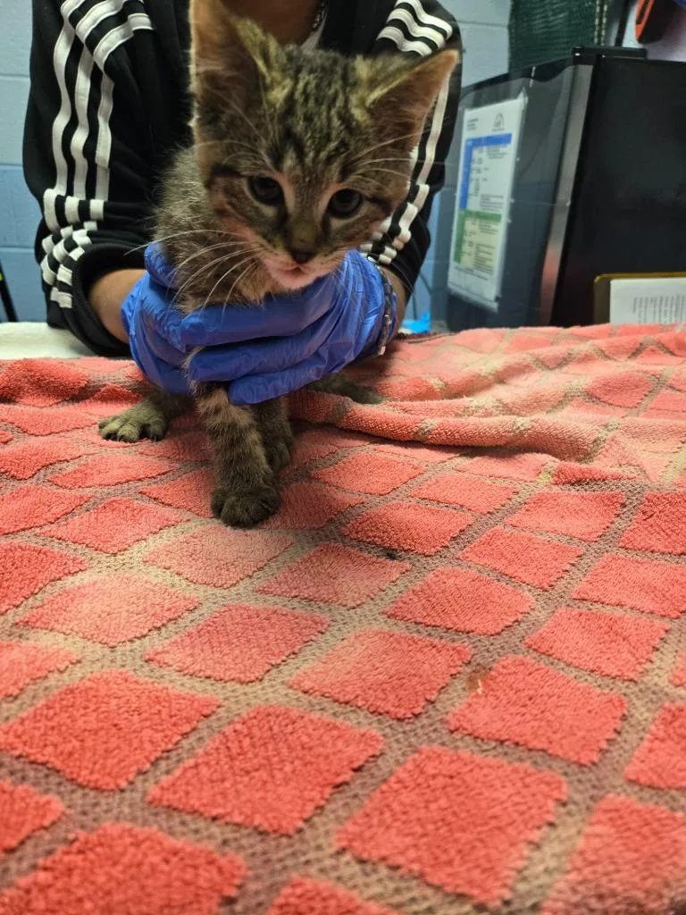 A baby large-sized male Domestic Short Hair cat named Genghis Cat for adoption in Detroit, MI