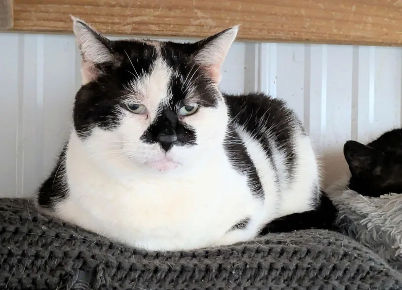 An adult large-sized male Domestic Short Hair cat named Bam Bam for adoption in Apollo, PA