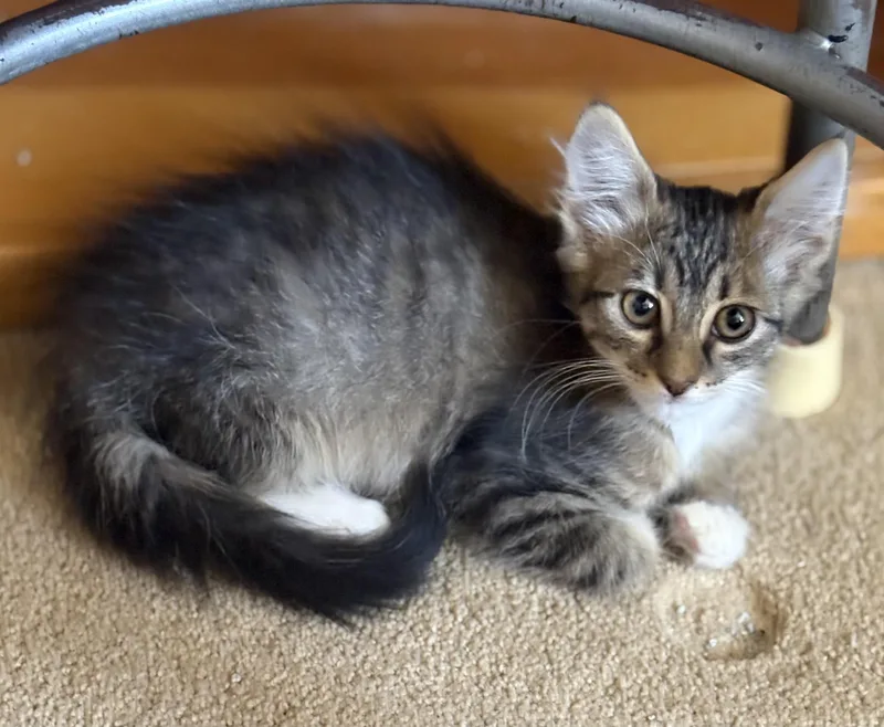 A young small-sized female Tabby (Gray / Blue / Silver) Domestic Medium Hair cat named Martha for adoption in Oracle, AZ