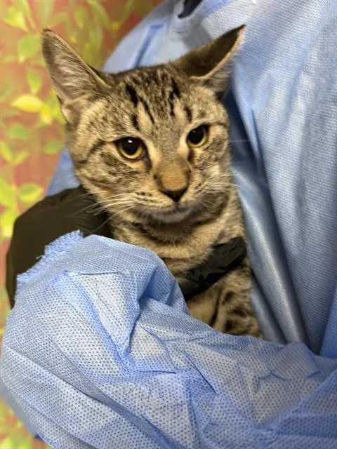 A young medium-sized female Domestic Short Hair cat named Harvest for adoption in San Antonio, TX