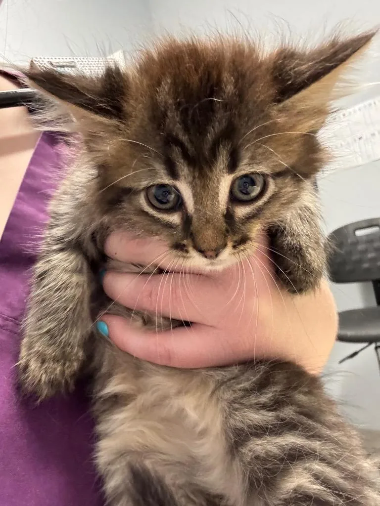 A baby medium-sized female Domestic Long Hair cat named Destinee for adoption in Bloomington, IN