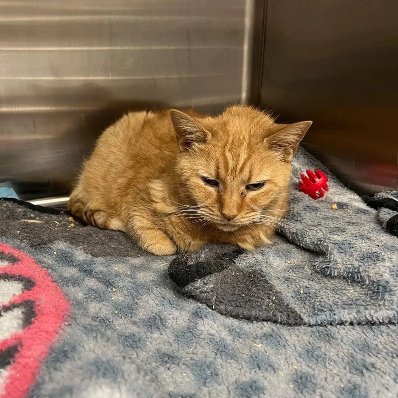 Merry Maxine thumbnail 2