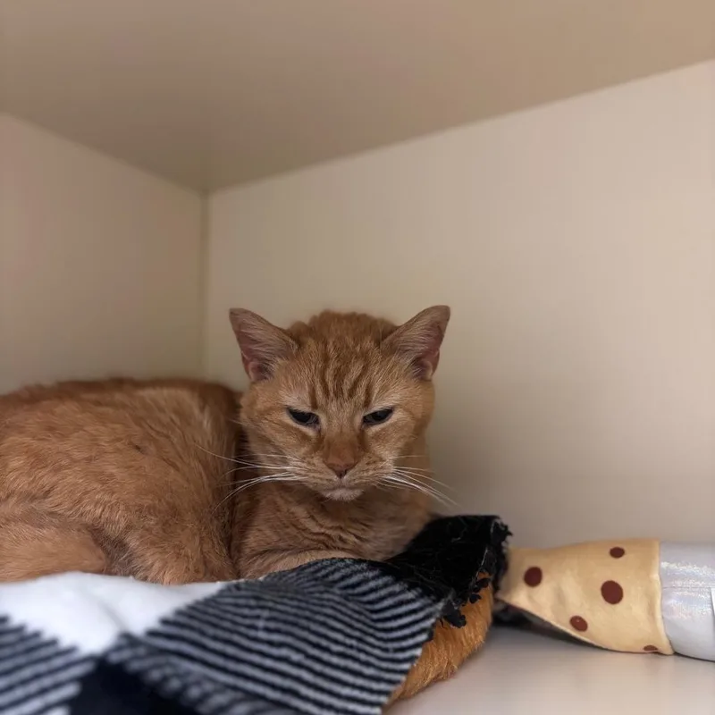 Merry Maxine thumbnail 3