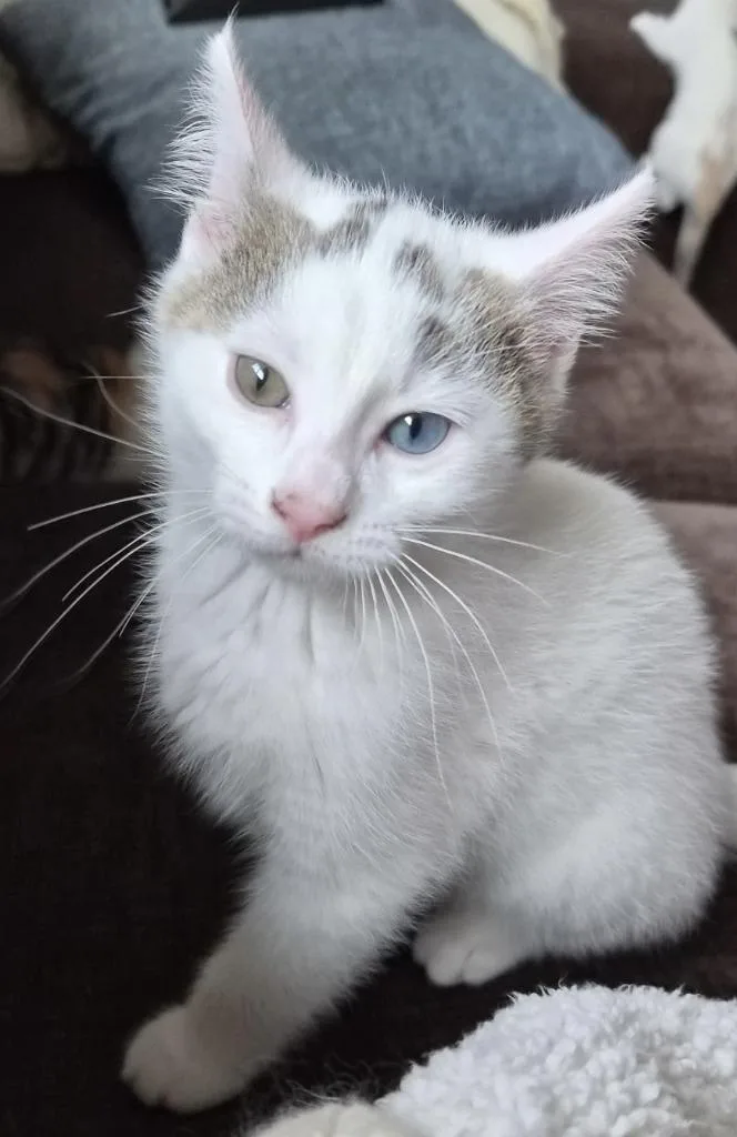 A baby medium-sized male Domestic Short Hair cat named Dexter for adoption in Lancaster, PA
