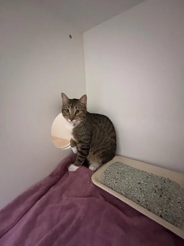 An adult medium-sized male Tabby (Orange / Red) Domestic Short Hair cat named Tango for adoption in Hobbs, NM
