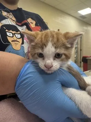 A baby small-sized male Domestic Short Hair cat named Charming for adoption in Fishers, IN