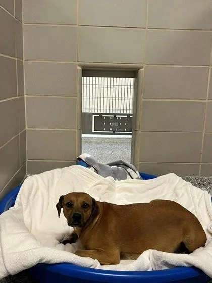 An adult medium-sized female Terrier dog named Paulette for adoption in Gastonia, NC