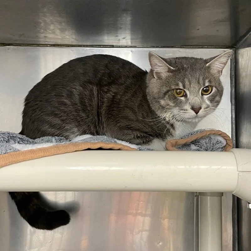 An adult medium-sized male Domestic Short Hair cat named Cuddles for adoption in Roanoke, VA