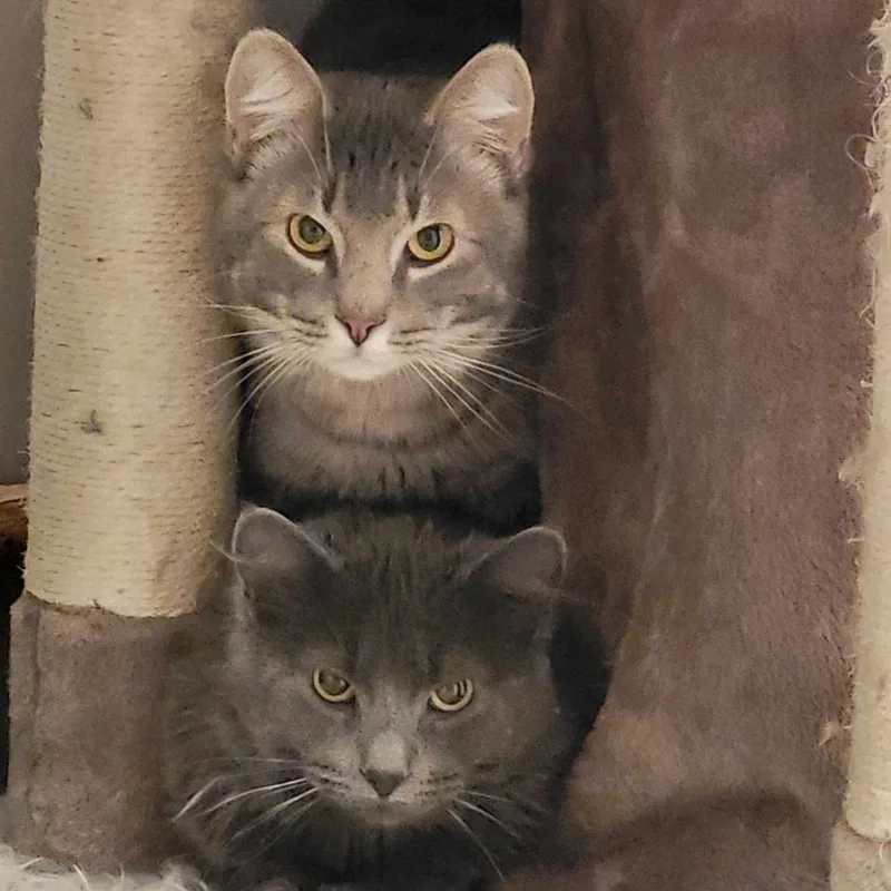 An adult medium-sized male Gray / Blue / Silver Domestic Medium Hair cat named Jim Bonded With Bob for adoption in Farmington, MN