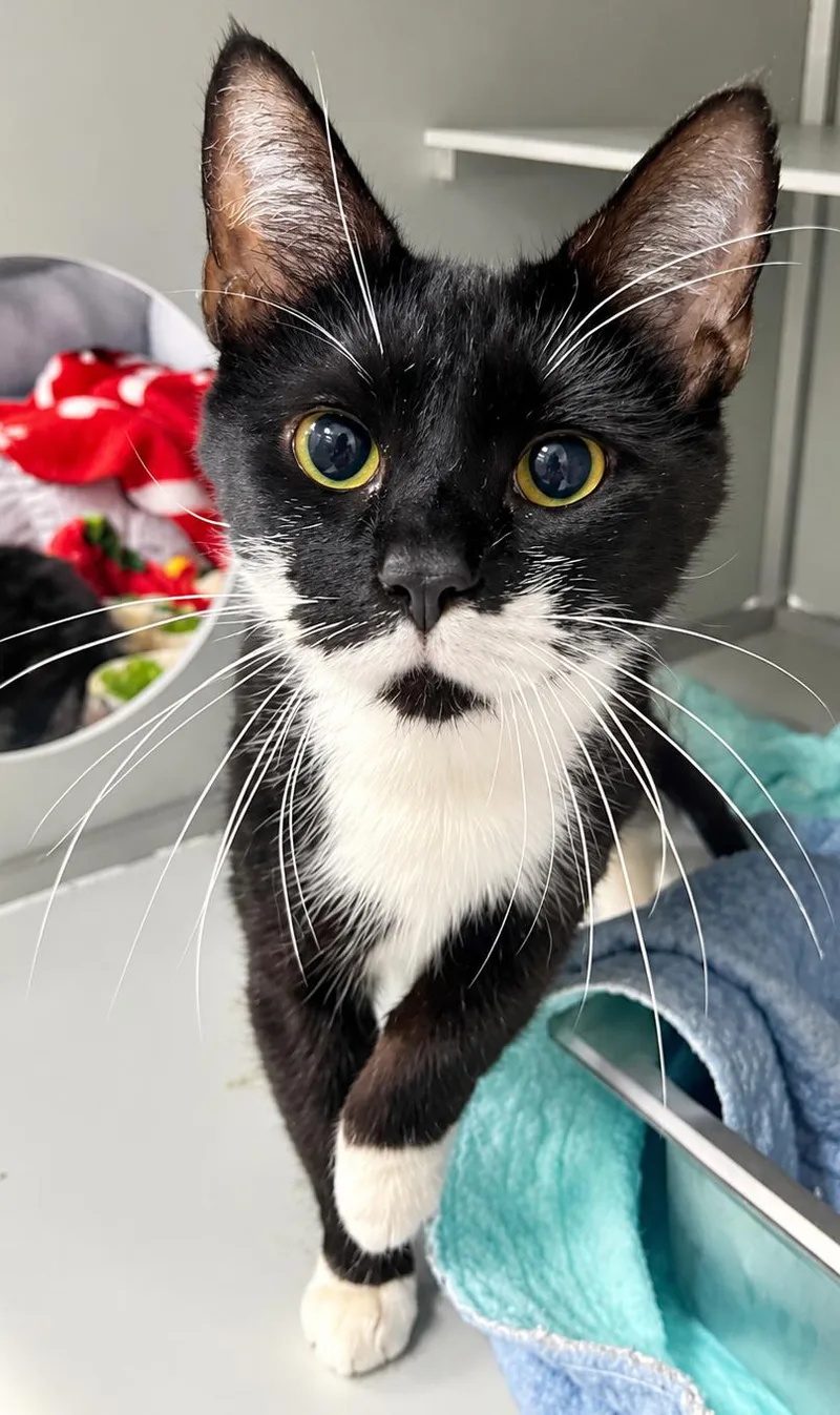 An adult medium-sized female Domestic Short Hair cat named Elizabeth James for adoption in Moundsville, WV