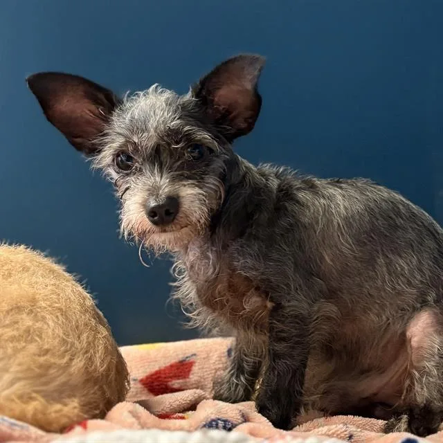 A senior small-sized male Chihuahua dog named Cosmo for adoption in Camarillo, CA