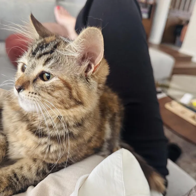 A baby small-sized female Brown / Chocolate Domestic Short Hair cat named Pinky Toe for adoption in Spokane, WA