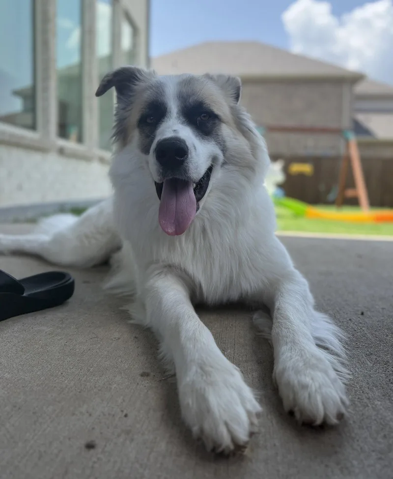 A young large-sized male Great Pyrenees dog named Obi for adoption in Garland, TX