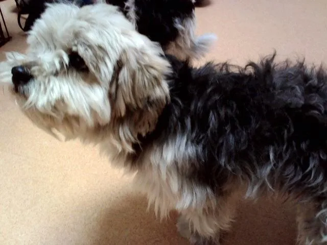 An adult small-sized male Terrier dog named Woody Woodpecker for adoption in Martinez, CA