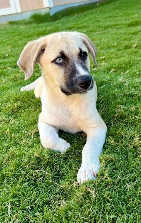 A baby large-sized female White / Cream Beagle dog named Viviana for adoption in Vernon, CT