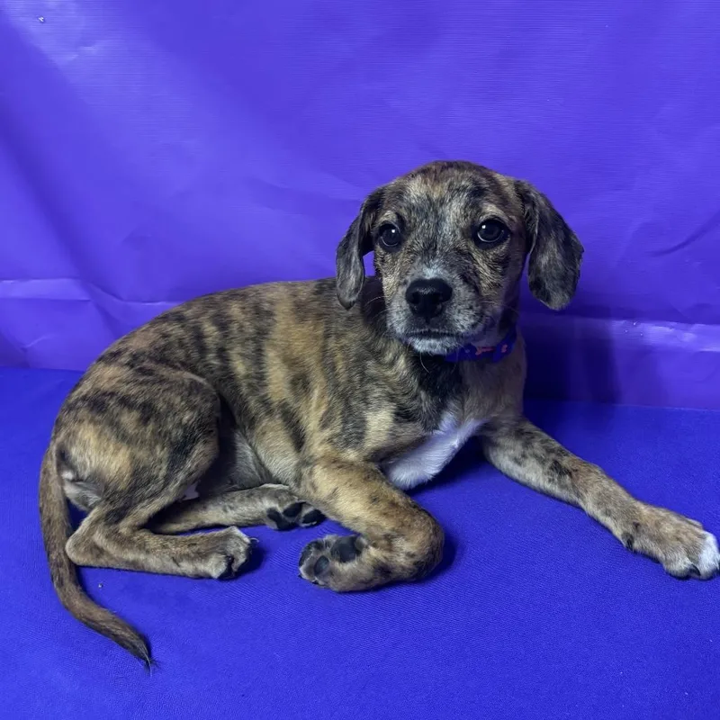 A baby medium-sized female Brown / Chocolate Bluetick Coonhound dog named Turtle for adoption in North Myrtle Beach, SC
