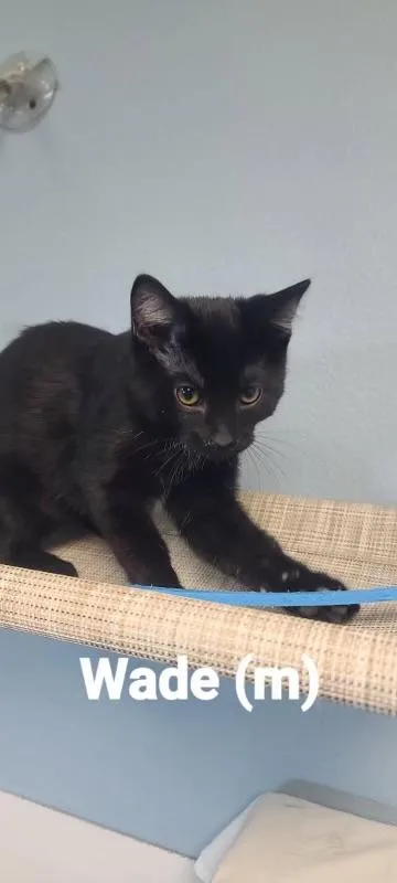 A young small-sized male Domestic Short Hair cat named Wade for adoption in Beatrice, NE