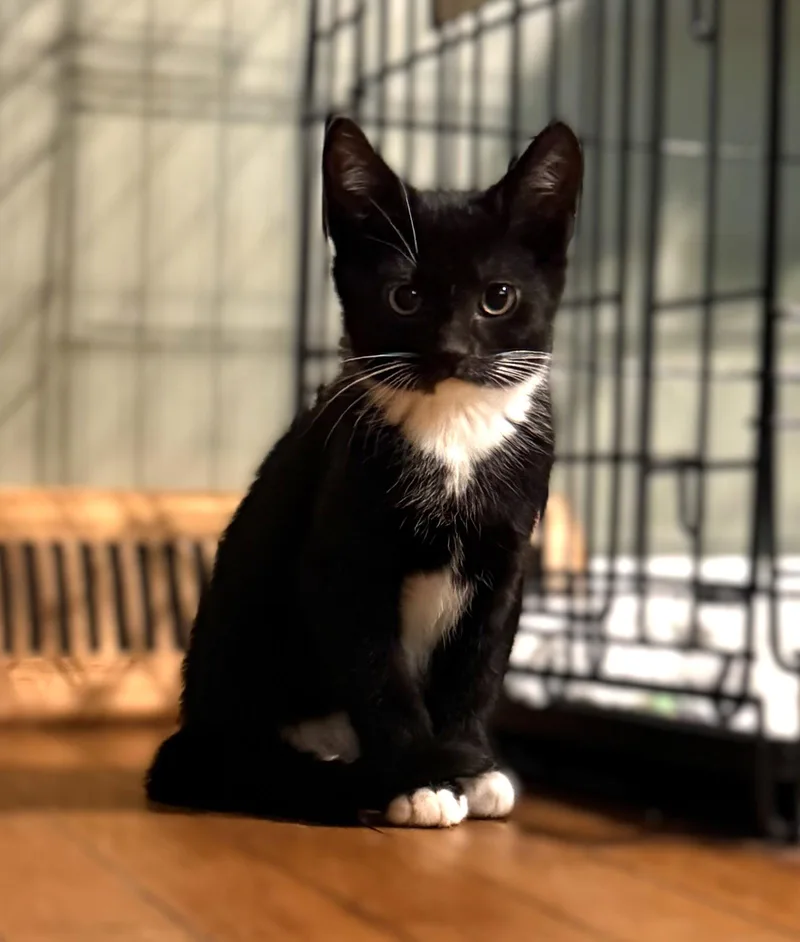 A baby medium-sized female Domestic Short Hair cat named Baire Months for adoption in Sterling, MA