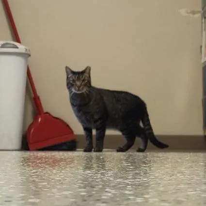 A baby large-sized male Brown / Chocolate Domestic Short Hair cat named Knox for adoption in Norfolk, NE