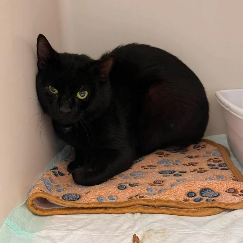 An adult medium-sized female Black Domestic Short Hair cat named Tinx for adoption in Rocky Mount, VA