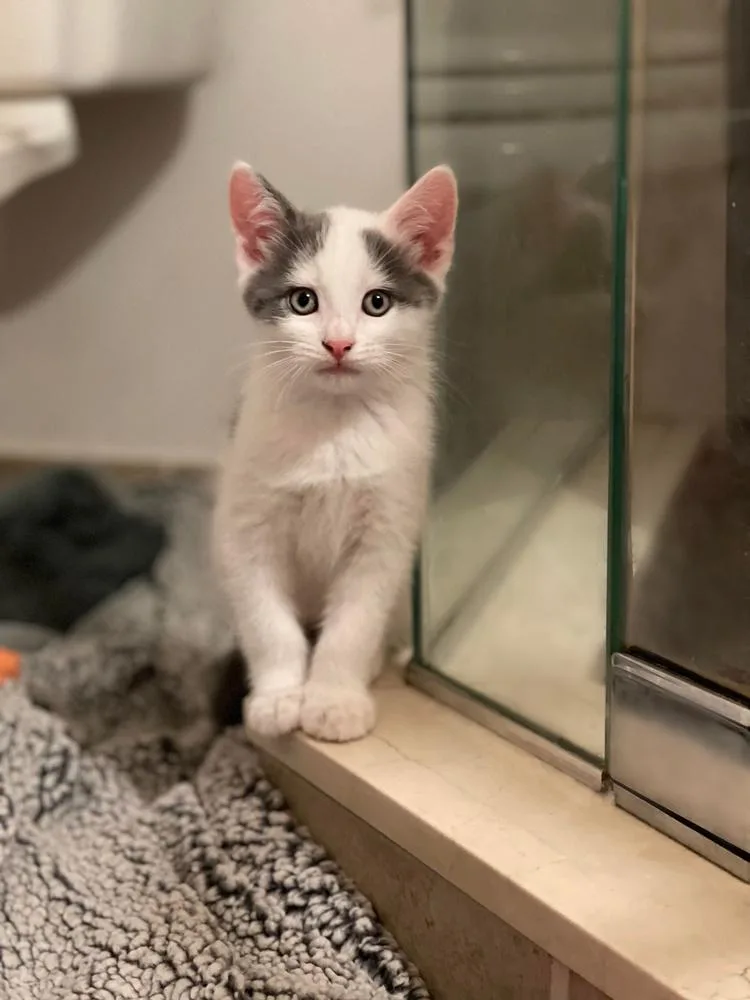 A young small-sized male Gray & White Domestic Short Hair cat named Magical Kitsune for adoption in Mount Laurel, NJ