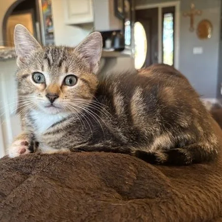 A baby medium-sized male Tabby (Brown / Chocolate) Domestic Short Hair cat named Prince for adoption in Springfield, MO