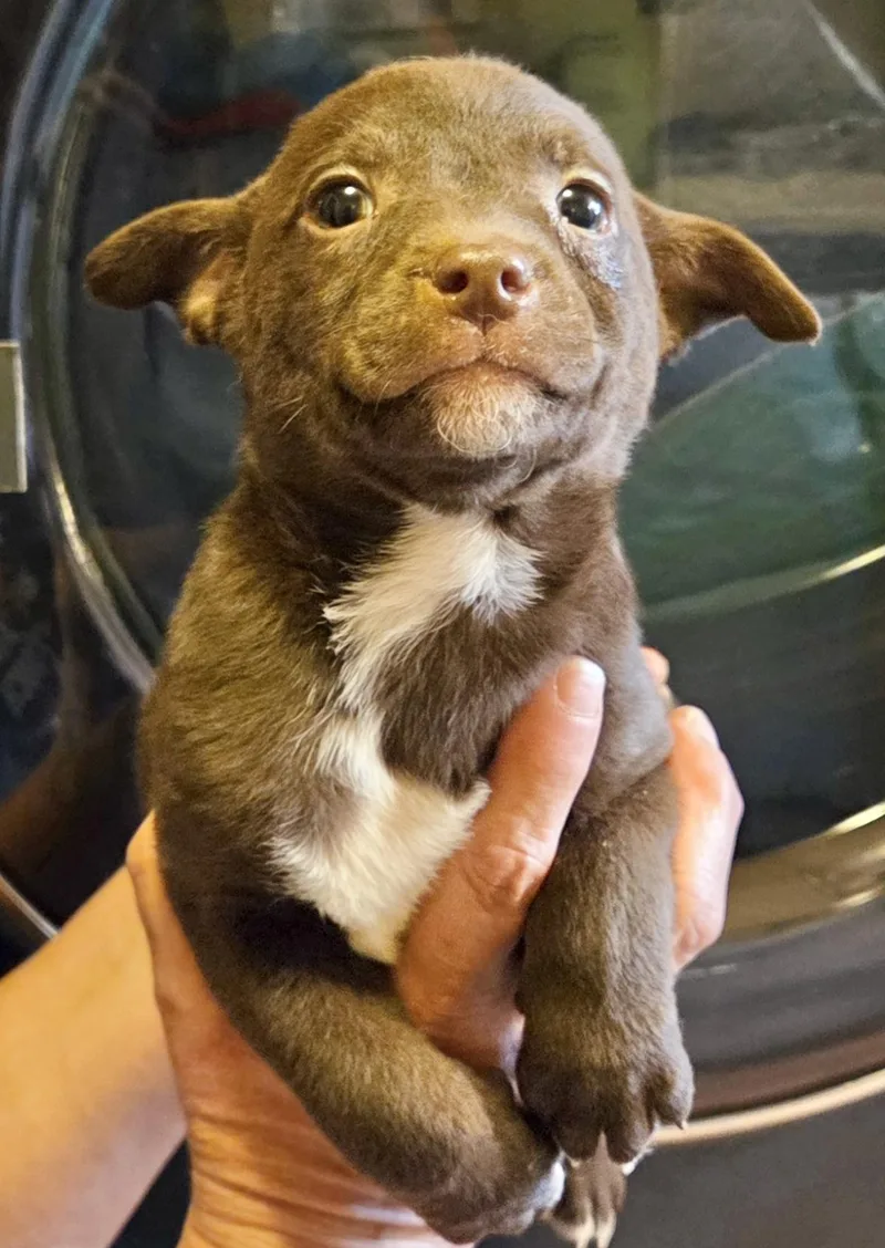 A baby medium-sized male Jack Russell Terrier dog named Griswold for adoption in Manchester, CT
