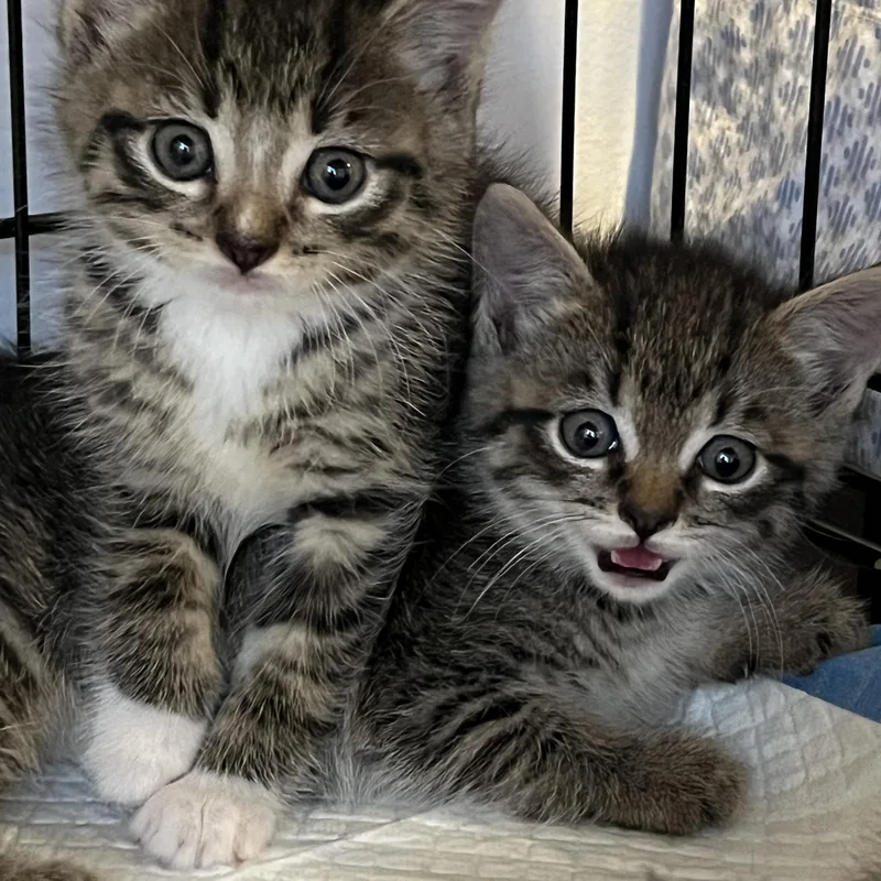 A baby small-sized male Tabby (Buff / Tan / Fawn) Domestic Short Hair cat named Piglet for adoption in Manorville, NY