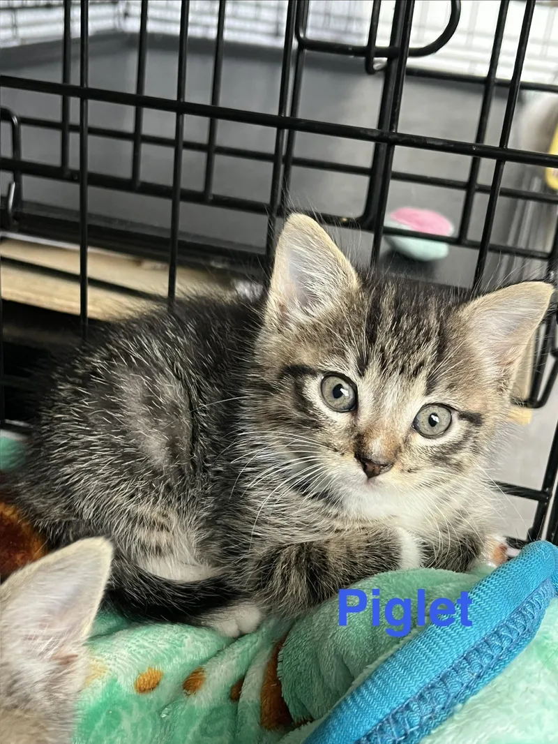 Piglet thumbnail 2