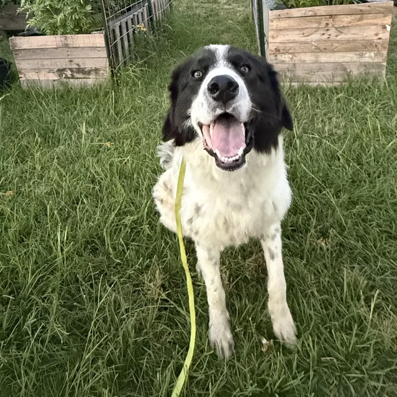 A young large-sized male Great Pyrenees dog named Tank for adoption in Krum, TX
