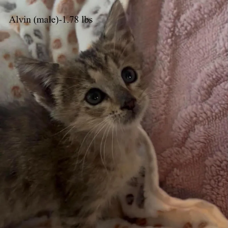 A baby small-sized male Black Domestic Medium Hair cat named Alvin for adoption in Kerrville, TX