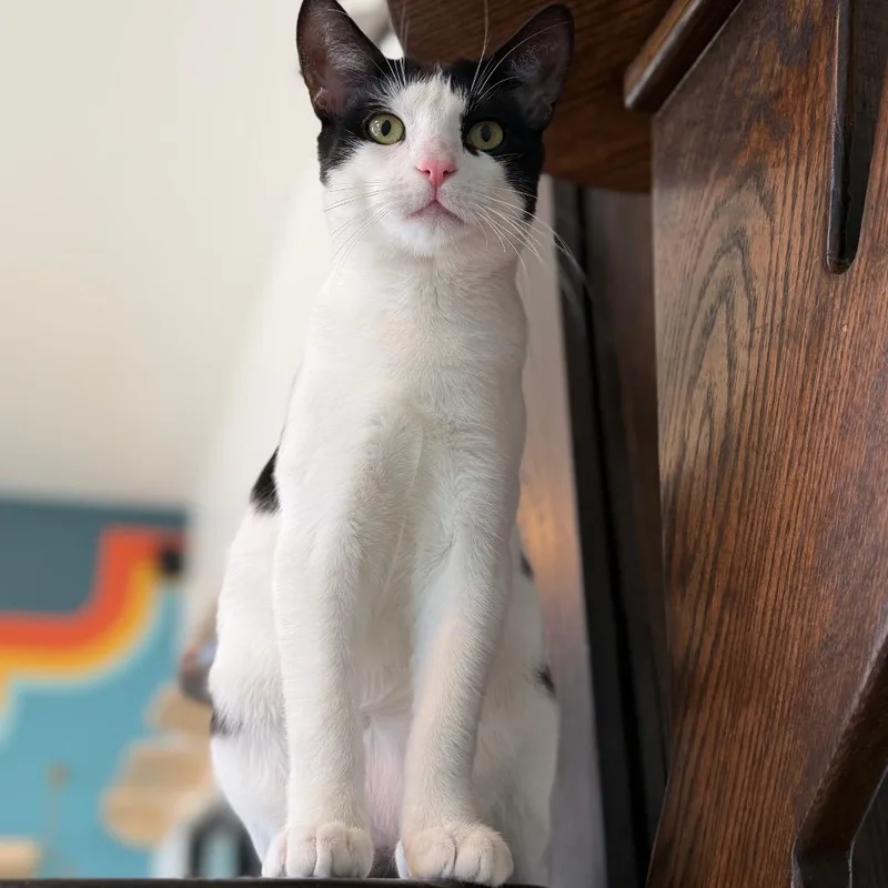 A young small-sized female White Domestic Short Hair cat named Poppy for adoption in Pacific Palisades, CA