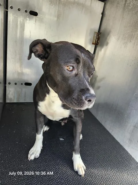 A young medium-sized female American Staffordshire Terrier dog named Harley for adoption in San Antonio, TX
