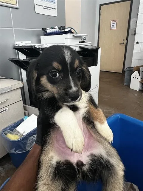 A baby medium-sized female Mixed Breed dog named Sophie for adoption in Dallas, TX