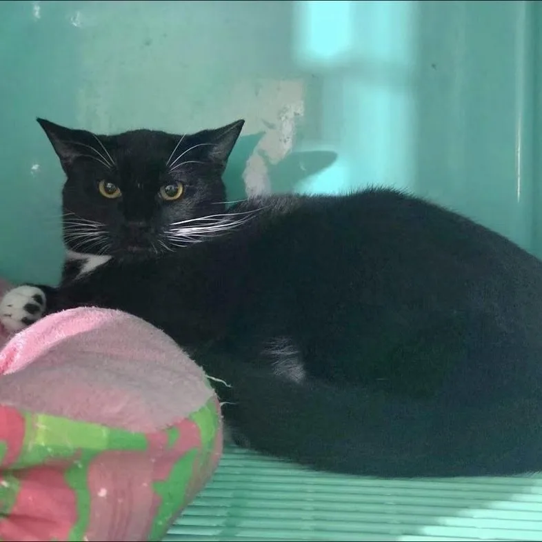 A young large-sized male Black & White / Tuxedo Domestic Short Hair cat named Quick for adoption in Long Beach, MS