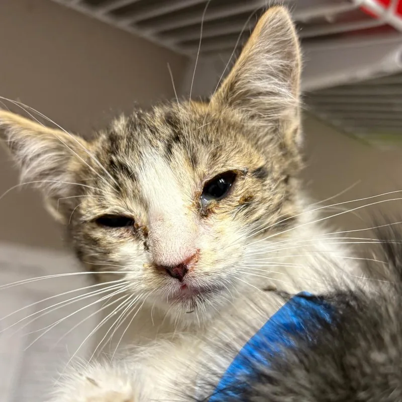 A baby small-sized female Gray / Blue / Silver Domestic Short Hair cat named Owl for adoption in Yuma, AZ