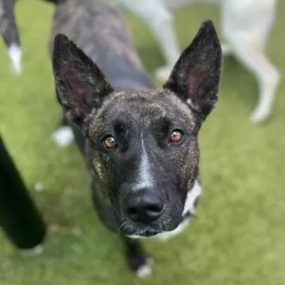 An adult medium-sized female Brindle Mixed Breed dog named Miss Molley for adoption in West Des Moines, IA