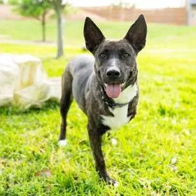 Miss Molley thumbnail 2