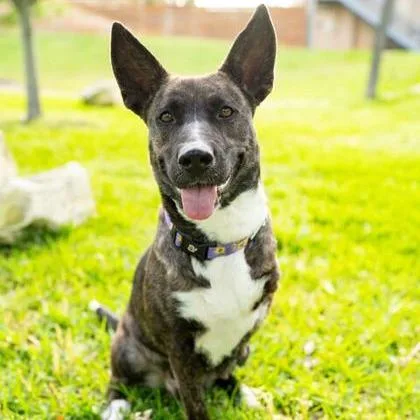 Miss Molley thumbnail 3